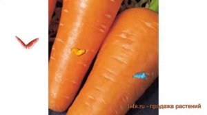 Морковь обыкновенный Шантенэ Роял (shantene royal) ? обзор: как сажать, семена моркови Шантенэ Роял