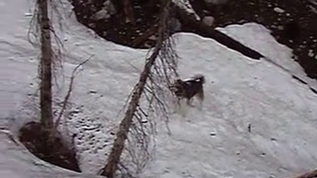 Go git it Moose!! 6-26-2010 смотреть онлайн