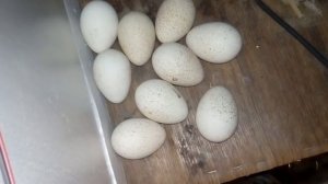 Инкубатор Яйцо индюков Декабрь