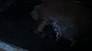 кормление месячных поросят, породы венгерской мангалицы.