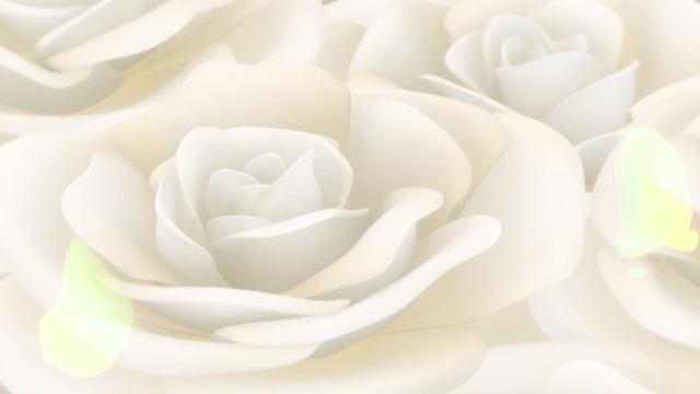 Футаж Белая роза вращается смотреть онлайн