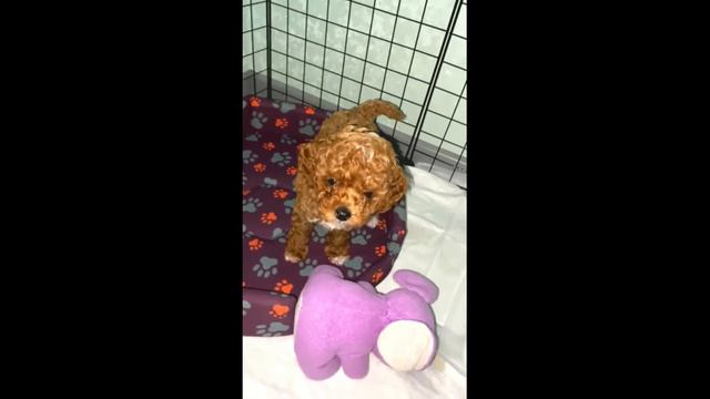 Пушистый той пудель Тедди Браун/ Fluffy toy poodle Teddy Brown