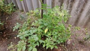 РОЗА РЕД БАЛЕРИНА(Red Ballerina) 27 августа 2022 года. УКРАИНА.