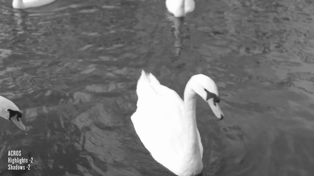 Took the FUJI X-T2 for a ride. Our review in 4K about its video performance! смотреть онлайн