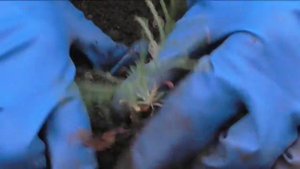 Посадка семян туи. Рассада Tui. How to Plant Seeds