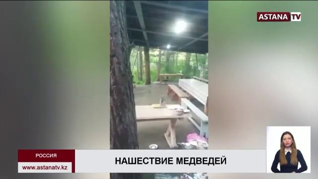 Фотоловушка в ВКО зафиксировала необычное поведение бурого медведя