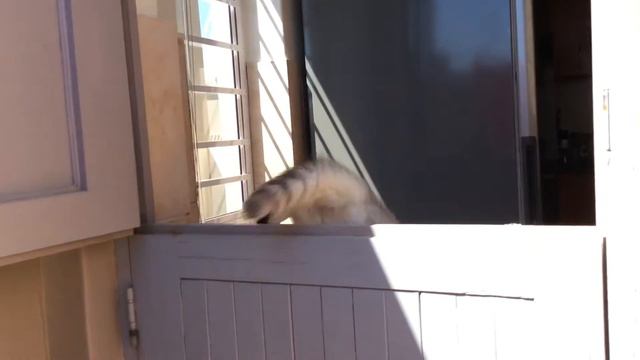 На сколько высоко может прыгнуть котёнок в 5 месяцев?))/How much kitten can jump in 5 months?)) смотреть онлайн