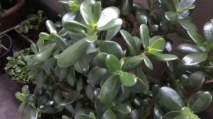 Nakakatuwa Ang Jade Plant / plant for joy