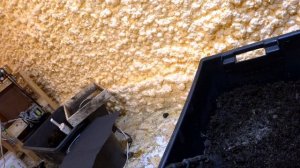 Червь Черный Принц