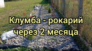 Клумба - рокарий 2 месяца спустя