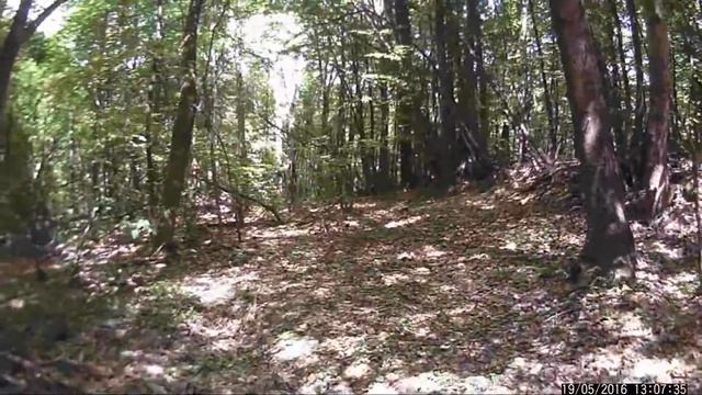 Самовольная вырубка леса в Крыму - 2