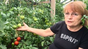 Что сделать чтобы томаты быстрее краснели и были слаще