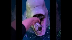 Как едят дельфины