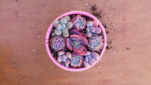 Valentine's Day Succulent Arrangement💕 смотреть онлайн