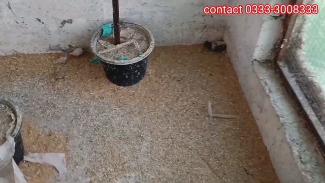 Finches Colony || Zibra Finch black chick Finch Oring Finch Setup 200 plus Birds смотреть онлайн