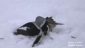 Неравная битва серого сорокопута с воробьем.