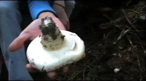 How to find Matsutake Mushrooms including looking for Candy Canes