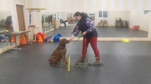 Перевозбуждение у собаки. (Часть 1)