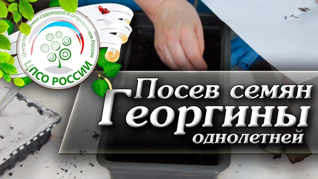 Посев Георгин. Как правильно посадить семена Георгины.