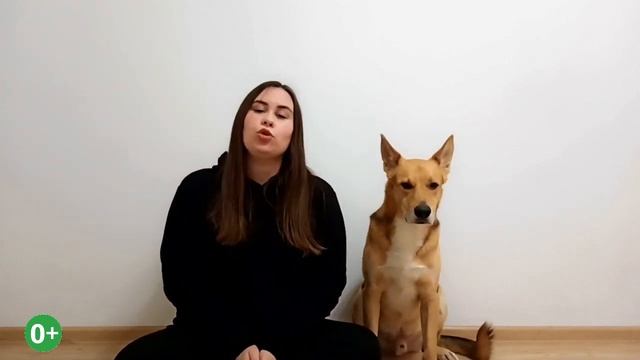 Похожа ли хаски на волка? Развеиваем мифы смотреть онлайн