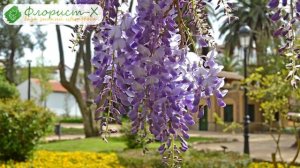 ? Посадка глицинии в саду – как и когда сажать