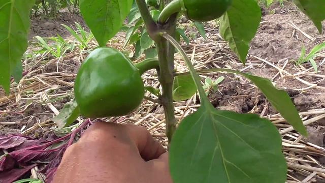 Перец сладкий. Удаление листьев до развилки. смотреть онлайн