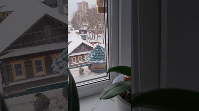 Пернатые и зима!) #кормлюптиц #кормушкадляптиц смотреть онлайн