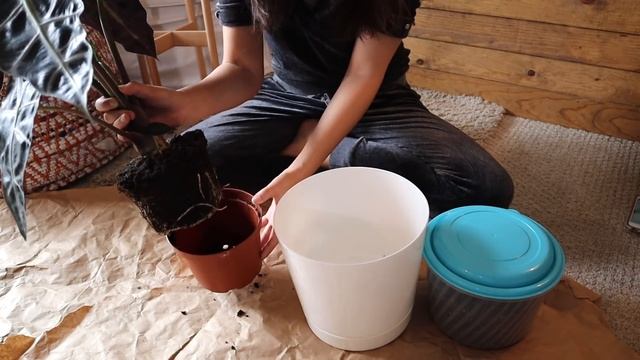 Plant Care & Repot : Alocasia Amazonica/Alocasia Polly | Houseplants Propagation смотреть онлайн