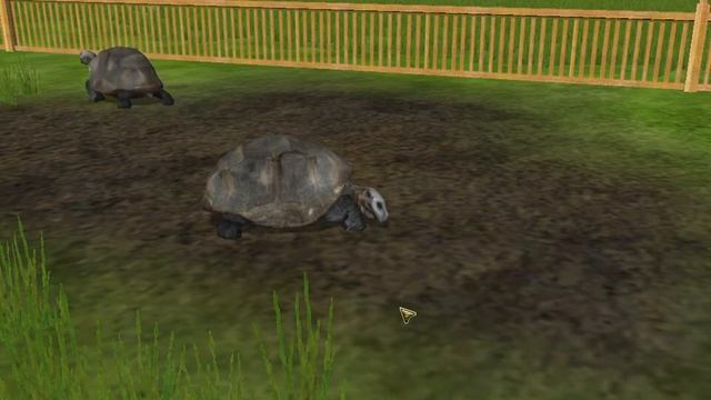 Wildlife Park 2 Galapagos Tortoise Gameplay смотреть онлайн