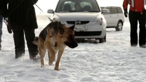 Гонки на собачьих упряжках по льду озера |T| Минута собачьей радости