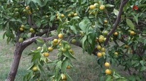 В Абхазии начался сбор ранних сортов мандаринов