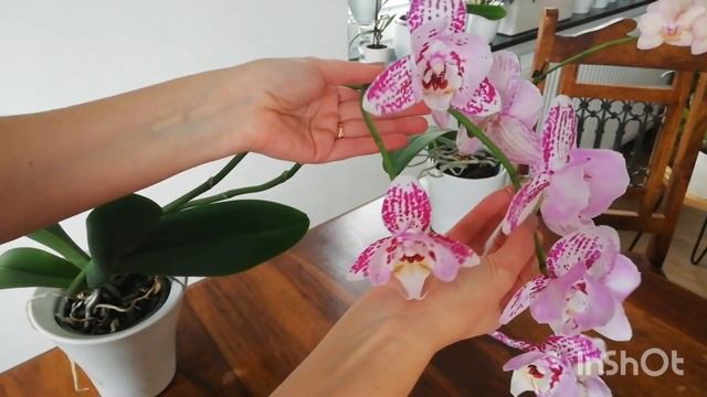 Что нового? Ноябрь 2023 #обзорорхидей #домашниерастения смотреть онлайн