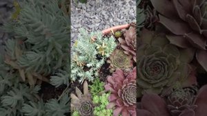 Молодило 27 июня #молодиловсаду #sempervivum