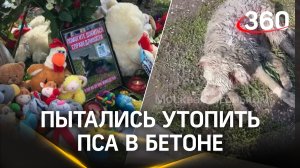 Закатали собаку в бетон: живодеры жестоко её убили в Москве. Жители создали стихийный мемориал