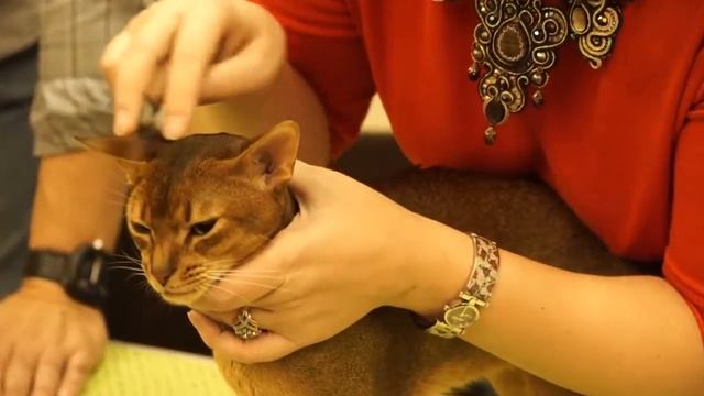 Абиссинская кошка презентация породы смотреть онлайн