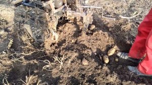 Копка картофеля широкой веерной копалкой на грунтозацепах с шипами
