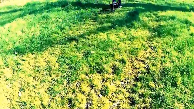 Прогулка в лесу с Донателлой- Zwergpinscher