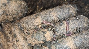 Как живёт червь ЧЕРНЫЙ ПРИНЦ