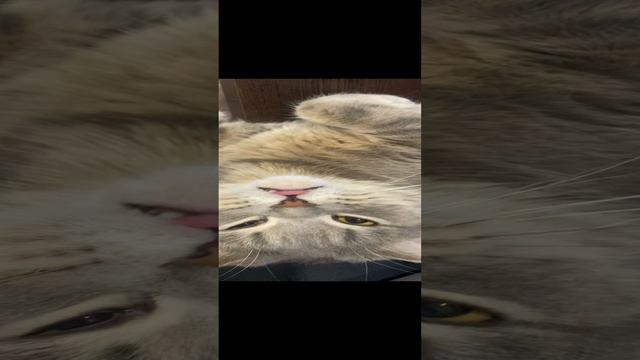 Пуша отдыхает / Pusha is resting