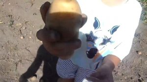 Копаем картофель Трактор т 25 и супер капалка!!!!