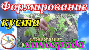 Правильное формирование виноградного куста.Ошибки начинающих.Обломка зелёных побегов винограда.mp4