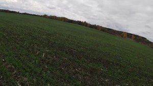 Озимая пшеница по гороху