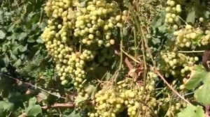 ВИНОГРАД : КАК ПРАВИЛЬНО САЖАТЬ И ВЫРАЩИВАТЬ ВИНОГРАД ? САД ОГОРОД #Grapes #trauben #oldenburgru#24