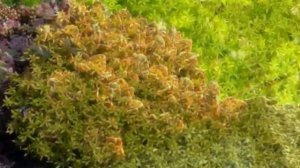 Молодило и очитки