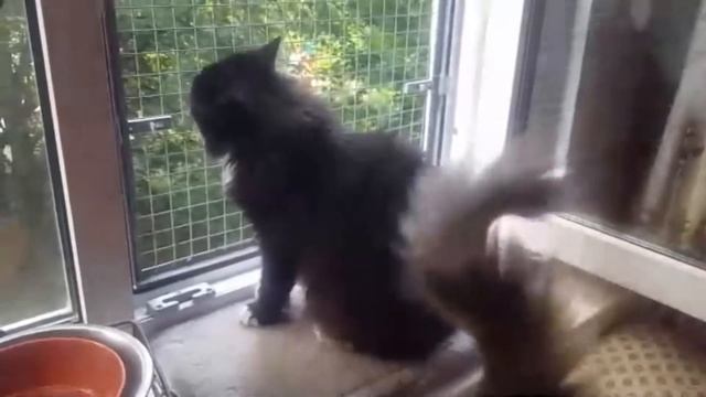 Защита на окна и двери антикошка смотреть онлайн