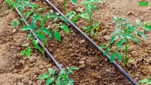 टमाटर में पहली स्प्रे कब और कौन सी करें ।। जड़ गलन रुके ।। पौधों का फुटाव अच्छा हो।।Tomato farming смотреть онлайн