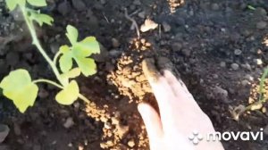 Посадка арбузов в открытый грунт