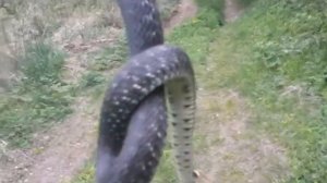 Ужи