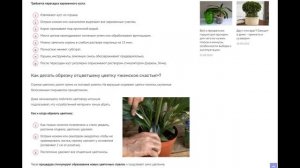 Как обрезать спатифиллум, если цветок «женское счастье» отцвел или у него желтеют и сохнут листья?