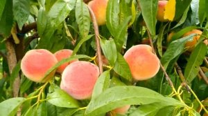 Персик Ред хевен
